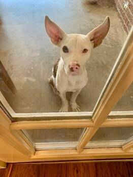 Rescue Pit Bull Terrier Dogs for Adoption in Princeton, Massachusetts - Buster | PetCurious