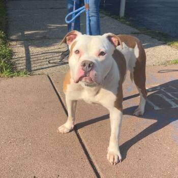 Petunia -  Pit Bull Terrier Dog for Adoption in Buffalo, New York - Petunia | PetCurious