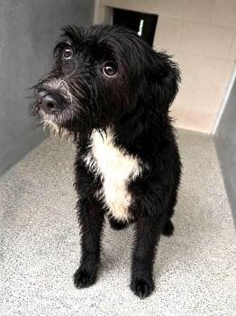 Caspian -  Miniature Poodle and Terrier Dog for Adoption in Savannah, Georgia - Caspian | PetCurious