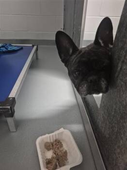 French Bulldog Dogs Available for Adoption in St. Cloud, Florida - MABLE | PetCurious