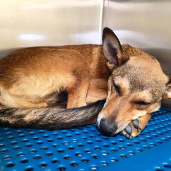 Kin -  German Shepherd Dog and Mixed Breed Dog for Adoption in Tacoma, Washington - Kin | PetCurious