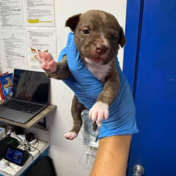 Moose Tracks -  Whippet Dog for Adoption in Wahiawa, Hawaii - Moose Tracks | PetCurious