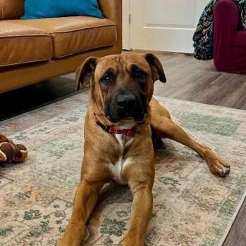 American Staffordshire Terrier and Black Mouth Cur Dogs Available for Adoption - Bowen Grinner The Grinning Machine | PetCurious