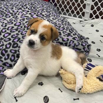 Rescue Mixed Breed Dogs for Adoption in Dallas, Texas - Paisley | PetCurious