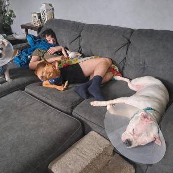 Leela D11988 -  American Bulldog and Boston Terrier Dog for Adoption - Leela D11988 | PetCurious