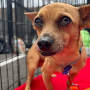Ramzi -  Mixed Breed Dog for Adoption in San Francisco, California - Ramzi | PetCurious