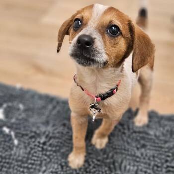Mixed Breed Dogs Available for Adoption in Chesapeake, Virginia - Frida | PetCurious