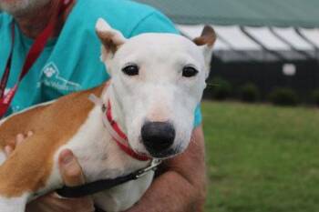 Huli -  Bull Terrier Dog for Adoption in Kansas City, Missouri - Huli | PetCurious