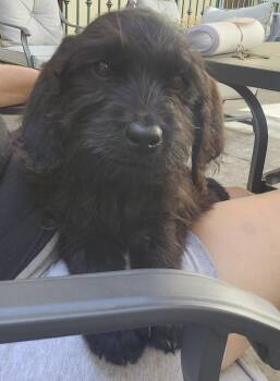 Rescue Labradoodle Dogs for Adoption in Torrance, California - Cassidy | PetCurious