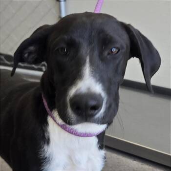 Tessa -  Mixed Breed Dog for Adoption in Las Cruces, New Mexico - Tessa | PetCurious