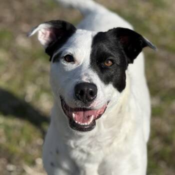 Skye -  Hound and Pit Bull Terrier Dog for Adoption in Ridgely, Maryland - Skye | PetCurious