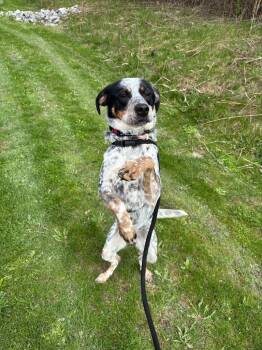 Mixed Breed Dogs Available for Adoption in Liverpool, New York - Scout | PetCurious