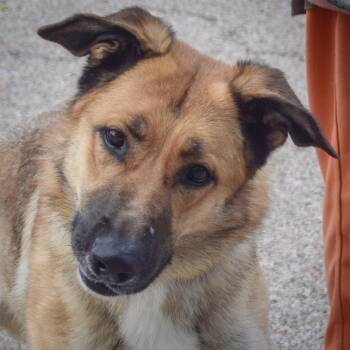 Mary -  German Shepherd Dog and Anatolian Shepherd Dog for Adoption in Huntley, Illinois - Mary | PetCurious