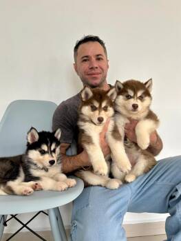 Rescue Siberian Husky and Husky Dogs for Adoption in Miami Beach, Florida - Ruby | PetCurious