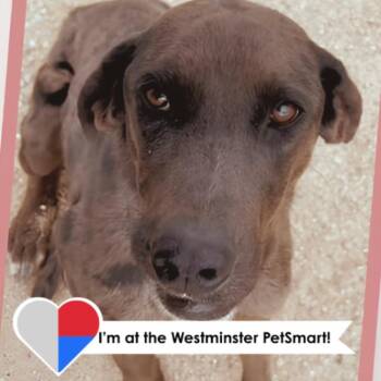 Catahoula Leopard Dog and Mixed Breed Dogs Available for Adoption - Fiona | PetCurious