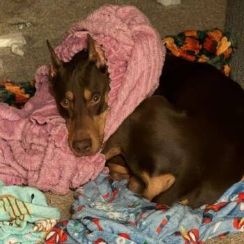 Odin -  Doberman Pinscher Dog for Adoption in Ferndale, Michigan - Odin | PetCurious
