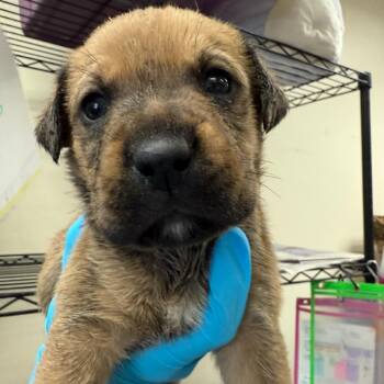 Shepherd Dogs Available for Adoption - Arryn | PetCurious