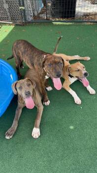 American Bulldog Dogs Available for Adoption in Lakeland, Florida - Georgia | PetCurious