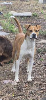 American Staffordshire Terrier Dogs Available for Adoption - PANCAKES | PetCurious