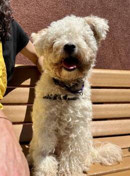 Poodle Dogs Available for Adoption in San Francisco, California - OONA | PetCurious