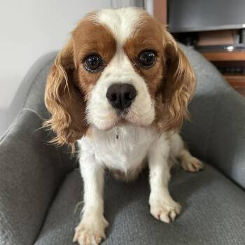 Cavalier King Charles Spaniel Dogs Available for Adoption - Tulip | PetCurious