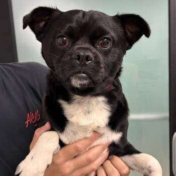 Gimpy -  Pug and Mixed Breed Dog for Adoption in Abilene, Texas - Gimpy | PetCurious