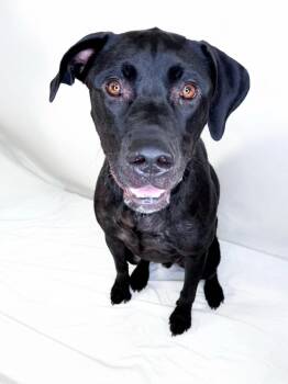 Bruce Banner -  Black Labrador Retriever Dog for Adoption in Bixby, Oklahoma - Bruce Banner | PetCurious