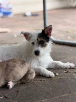 Schnauzer Dogs Available for Adoption in Missouri City, Texas - Tristina WA14285- LOCAL Adoption Event In Bellevue 5-24 | PetCurious