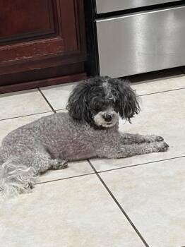 Jazzy -  Poodle Dog for Adoption in Lancaster, California - Jazzy | PetCurious