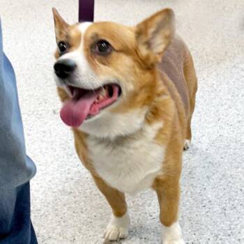 Remi -  Cardigan Welsh Corgi Dog for Adoption in Des Moines, Iowa - Remi | PetCurious