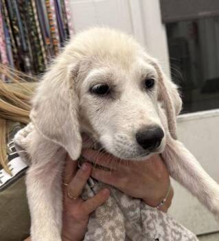 Venus -  Great Pyrenees and Mixed Breed Dog for Adoption in Kansas City, Missouri - Venus | PetCurious