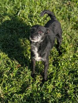 Luke- little Luke, big personality -  Jack Russell Terrier and Schnauzer Dog for Adoption in Ocean Township, New Jersey - Luke- Little Luke, Big Personality | PetCurious