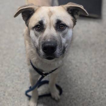 Ed -  Mixed Breed Dog for Adoption in West Olive, Michigan - Ed | PetCurious