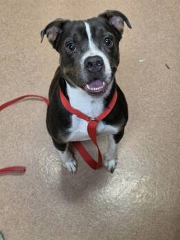 CHICA -  American Bulldog and Mixed Breed Dog for Adoption in Cookeville, Tennessee - CHICA | PetCurious