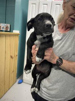 Mixed Breed Dogs Available for Adoption in Chattanooga, Tennessee - Brandy | PetCurious