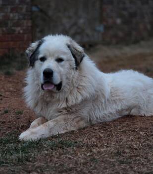 Great Pyrenees Dogs Available for Adoption - Samson Stone | PetCurious