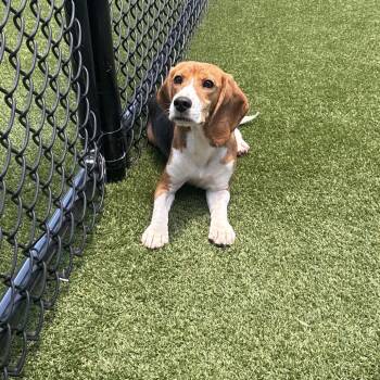 Linda Lou 9697 -  Beagle Dog for Adoption in Loxahatchee Groves, Florida - Linda Lou 9697 | PetCurious
