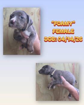 Catahoula Leopard Dog and Australian Shepherd Dogs Available for Adoption in Baker, Louisiana - Foamy | PetCurious