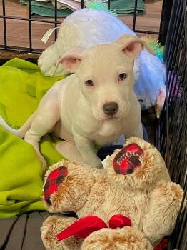 El -  Mixed Breed Dog for Adoption in Berwick, Maine - El | PetCurious
