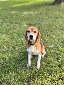 Matilda -  Beagle and Mixed Breed Dog for Adoption in Aiken, South Carolina - Matilda | PetCurious