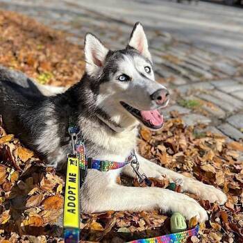Omaha -  Siberian Husky Dog for Adoption in New York, New York - Omaha | PetCurious