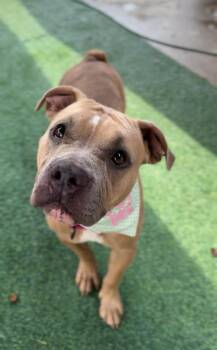 Rescue English Bulldog Dogs for Adoption in Houston, Texas - Twix | PetCurious