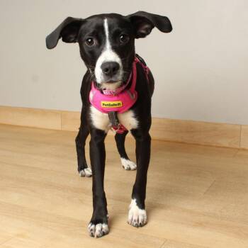 Jessie D70350 -  Feist and Mixed Breed Dog for Adoption in Minnetonka, Minnesota - Jessie D70350 | PetCurious