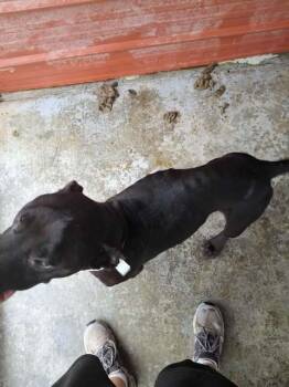 Rescue Pit Bull Terrier Dogs for Adoption in Dover, Arkansas - Noble | PetCurious