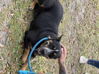 Australian Cattle Dog Blue Heeler Dogs Available for Adoption in Lakewood Ranch, Florida - ROWAN 2 | PetCurious