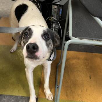 Cappy -  Mixed Breed Dog for Adoption in Philadelphia, Pennsylvania - Cappy | PetCurious