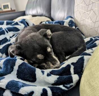 Hound and Labrador Retriever Dogs Available for Adoption in Greenlawn, New York - Violet | PetCurious