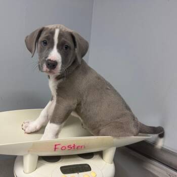 Mixed Breed Dogs Available for Adoption in Binghamton, New York - Rue | PetCurious