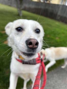 Rescue Shiba Inu Dogs for Adoption in Tacoma, Washington - Ella | PetCurious