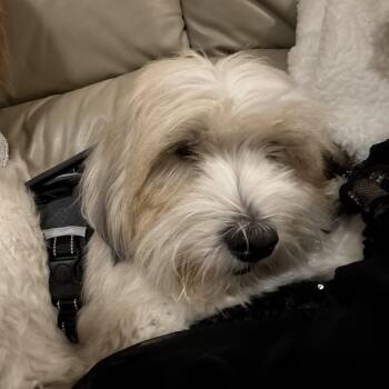 Maltese and Tibetan Terrier Dogs Available for Adoption - Mr. Fluffy Cooper | PetCurious